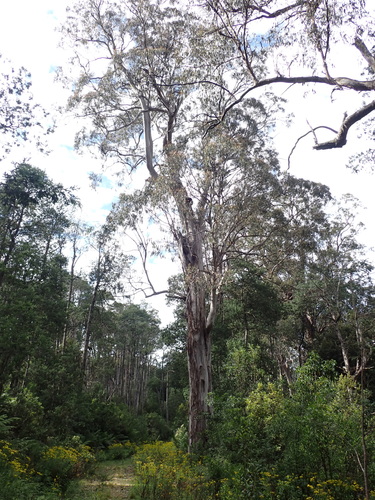 Eucalyptus denticulata, photograph 3