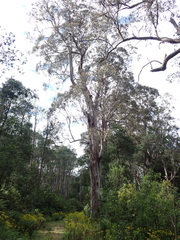 Eucalyptus denticulata, photograph (c) Nina Kerr, some rights reserved (CC BY)