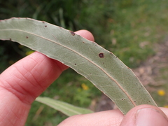 Eucalyptus denticulata, photograph (c) Nina Kerr, some rights reserved (CC BY)