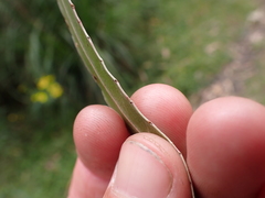 Eucalyptus denticulata, photograph (c) Nina Kerr, some rights reserved (CC BY)