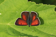 Lycaena candens