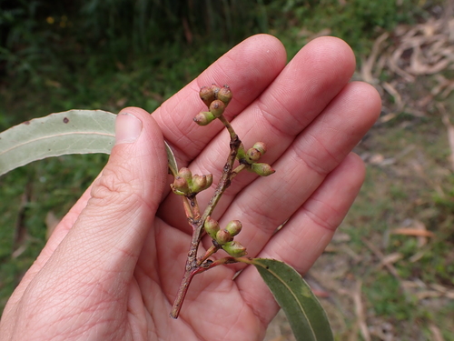 Errinundra shining gum (Eucalyptus denticulata)