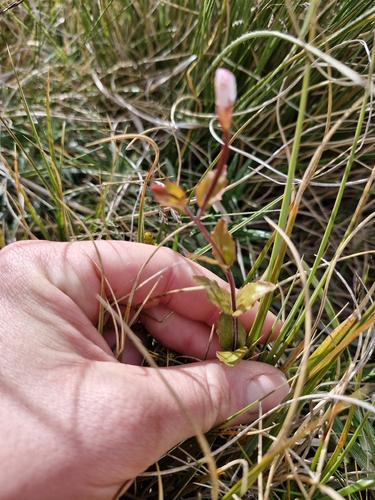 Epilobium chlorifolium observed 2026-02-25