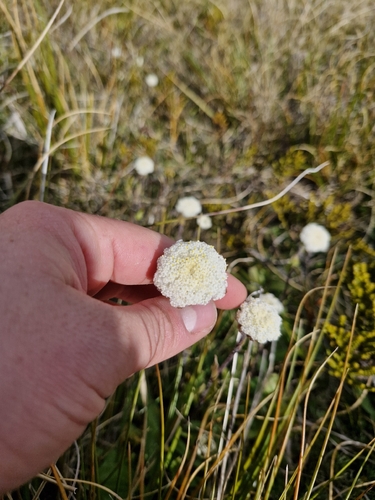 Craspedia uniflora, photograph 6