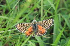Melitaea interrupta