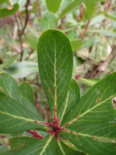 alpine pepperbush (Tasmannia xerophila)