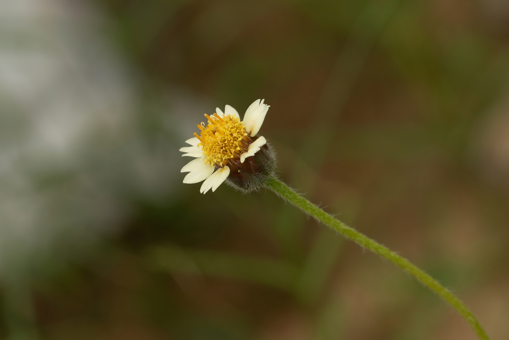 Tridax procumbens — ảnh 3