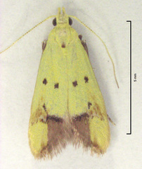 Gymnobathra flavidella