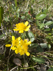 Tephroseris integrifolia atropurpurea