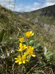 Tephroseris integrifolia atropurpurea