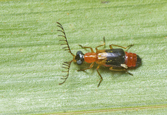 Balanophorus