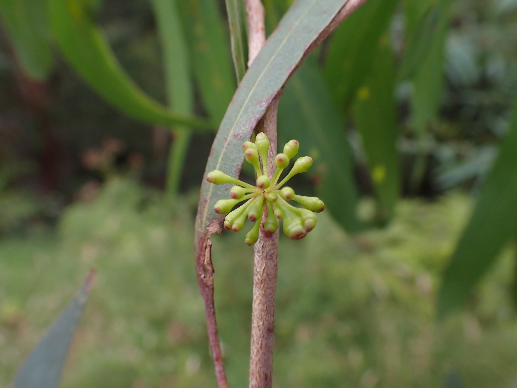 River Peppermint (Eucalyptus elata)