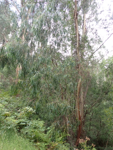 Eucalyptus elata, photograph 5