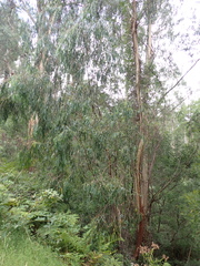 Eucalyptus elata, photograph (c) Nina Kerr, some rights reserved (CC BY)