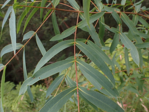 Eucalyptus elata, photograph 4