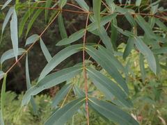 Eucalyptus elata, photograph (c) Nina Kerr, some rights reserved (CC BY)