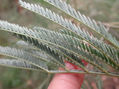 Acacia silvestris, 2026-02-11