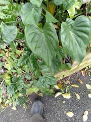 Taro Chinois (Alocasia cucullata)