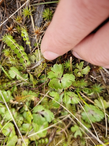 Ranunculus enysii