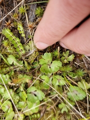 Ranunculus enysii, photograph (c) Irisa Hudson, some rights reserved (CC BY)