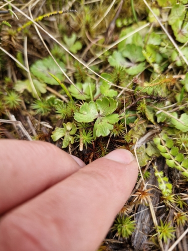 Ranunculus enysii, photograph 2
