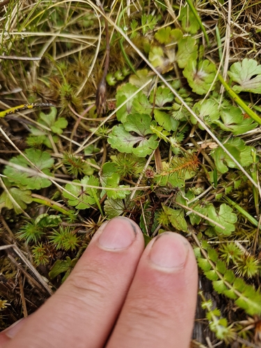 Ranunculus enysii, photograph 3