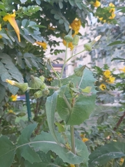 Sonchus oleraceus