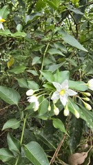 Jasminduftende Nachtschatten (Solanum laxum)