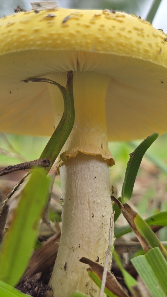 Amanita flavella · February 2026 · photo: © xanthosia (iNaturalist, cc-by)