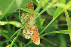 Melitaea interrupta