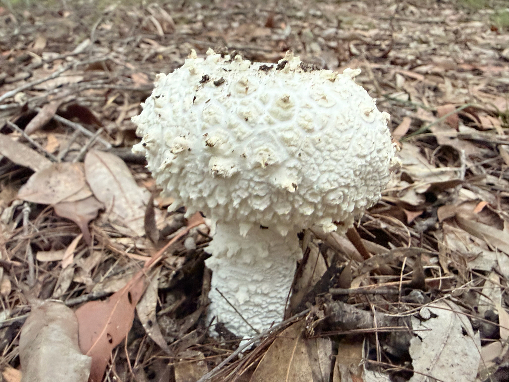 Amanita pyramidifera · February 2026 · photo: © mulgara (iNaturalist, cc0)
