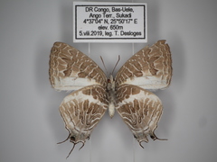 Dapidodigma demeter nuptus