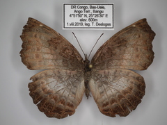Ariadne albifascia