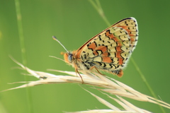 Melitaea interrupta