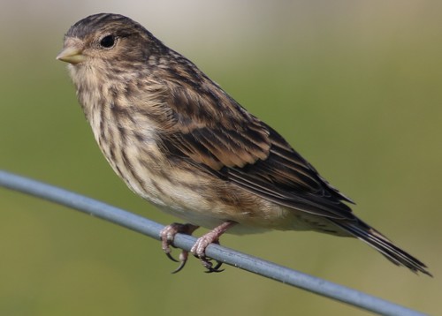 Twite