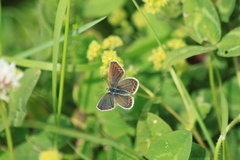 Plebejus argus