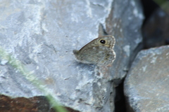 Lasiommata