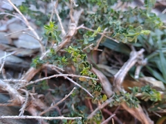 Adenocarpus telonensis