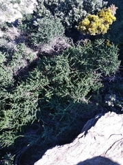 Adenocarpus telonensis