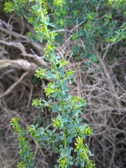 Adenocarpus telonensis