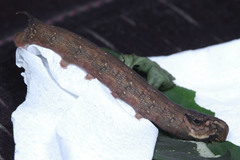 Eupanacra