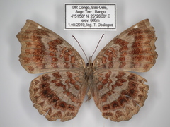 Ariadne albifascia