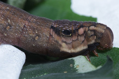 Eupanacra