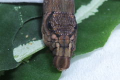 Eupanacra