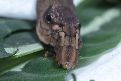 Eupanacra