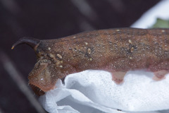 Eupanacra