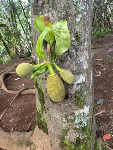Artocarpus heterophyllus observed 2026-02-25