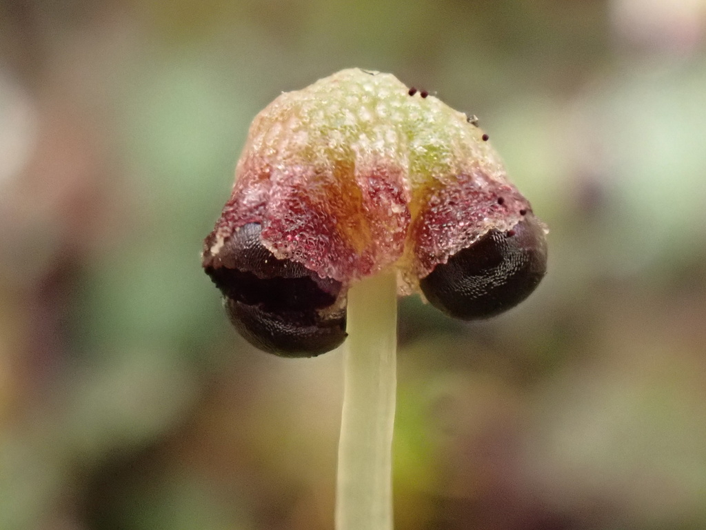 Mannia californica