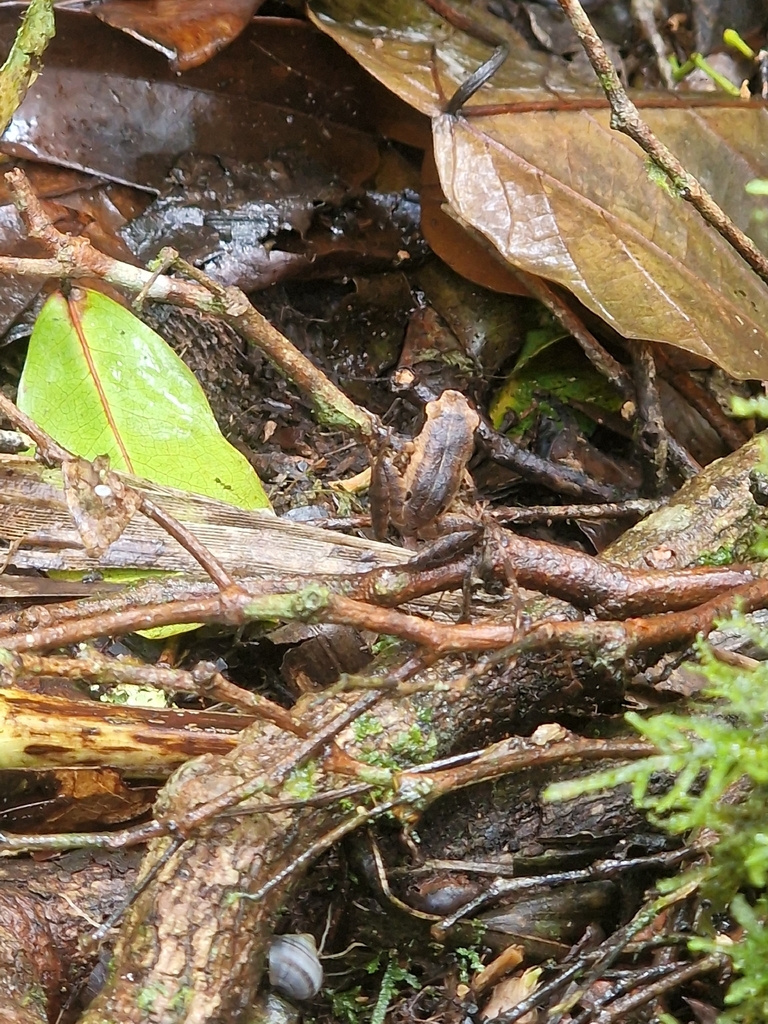 Blommersia nataliae