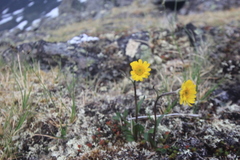 Tephroseris integrifolia atropurpurea